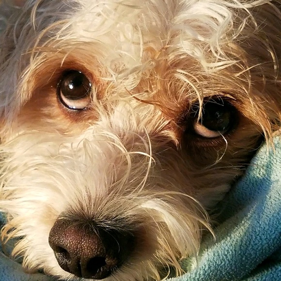 Meet your Posher, Susan - Picture 1 of 1